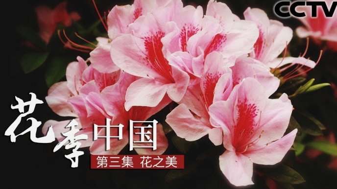 花呗到底属于哪个平台？