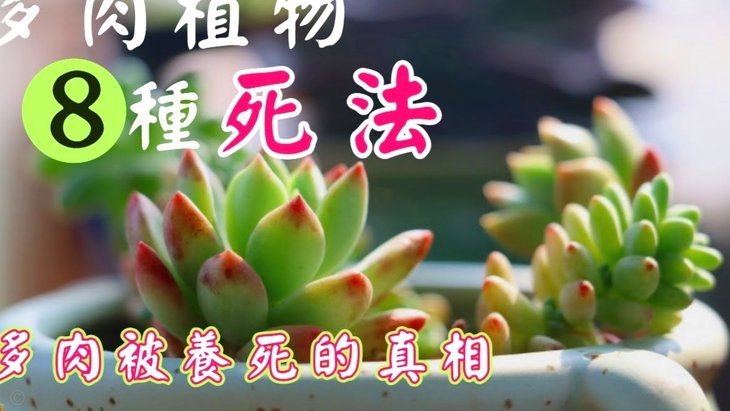 羊小咩享花卡购物额度怎么套出来