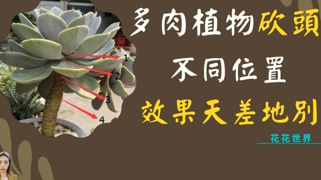 花呗使用平台有风险吗