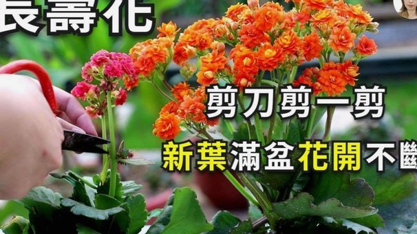 花呗套现的本质与系统漏洞风险