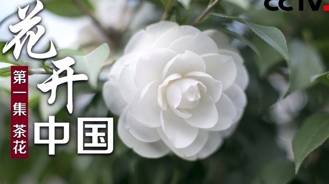 花呗现在情况 出不来了