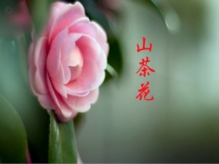 花呗现在情况 出不来了