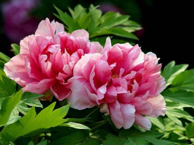 哪里可以安全套现花？