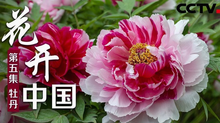 花呗现在什么情况