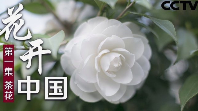 花呗现在什么情况