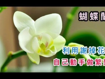 花呗现在什么情况