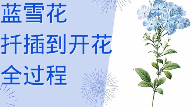 花呗取现手续费全解析