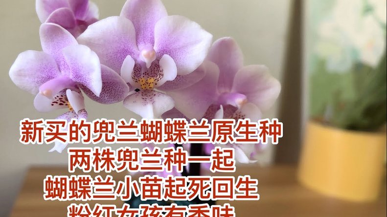 花呗能直接取现吗？揭秘信贷背后的资金流转真相