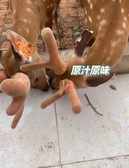 鹿优鲜怎么样？现在入局正当时？
