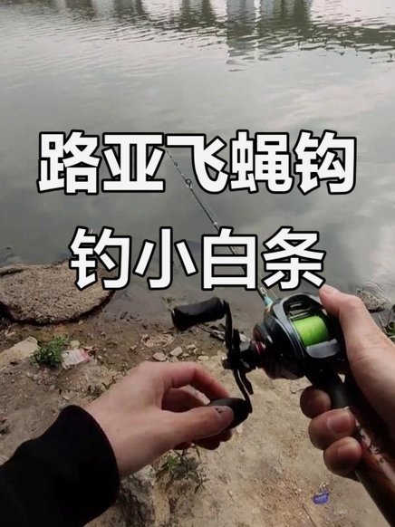 白条捕捞：最佳时段指南